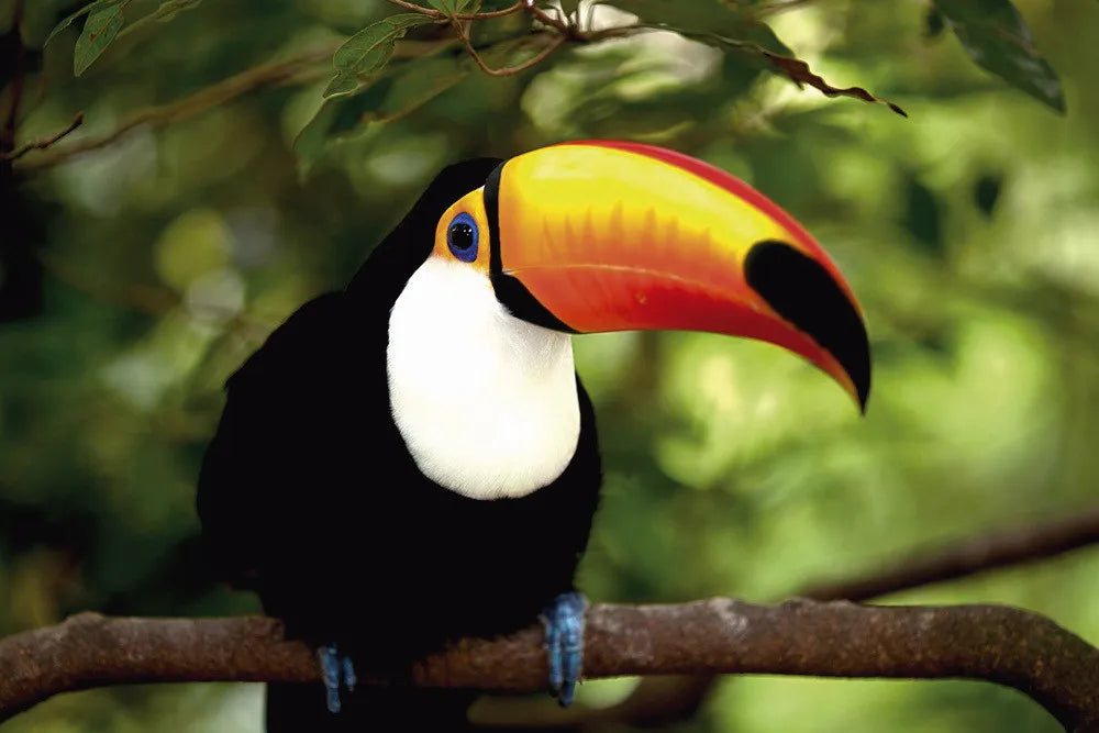 Toucan