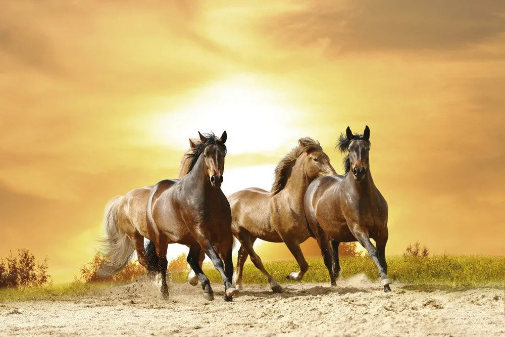 Herd