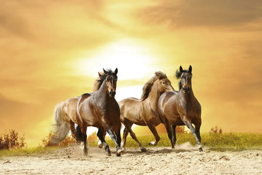 Herd