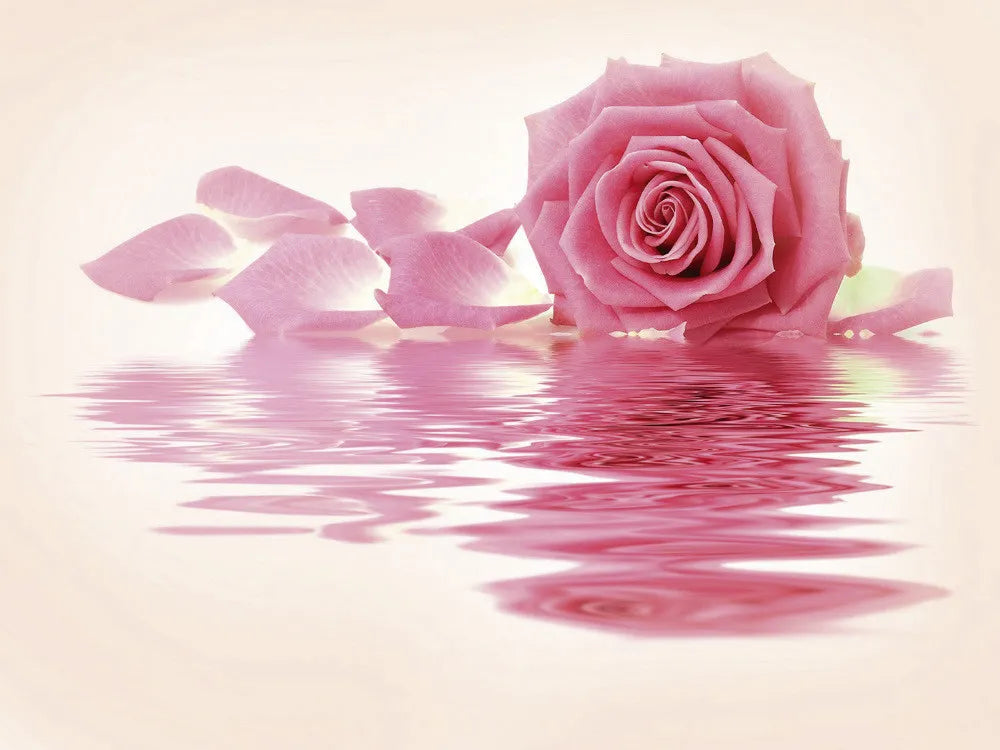 Rose Rose