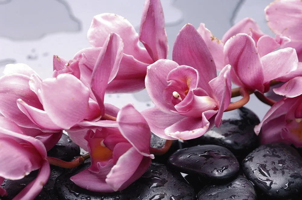 Orchids
