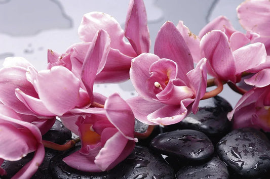Orchids