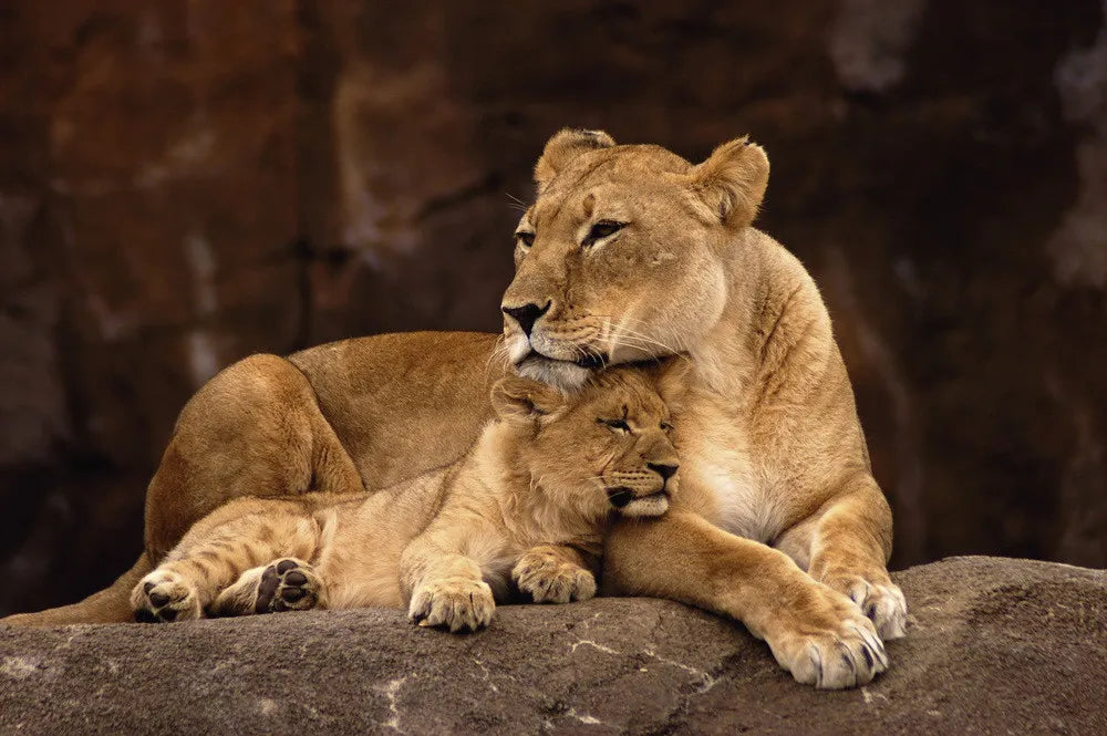 Lions