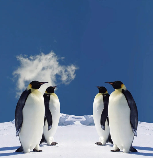 Penguins