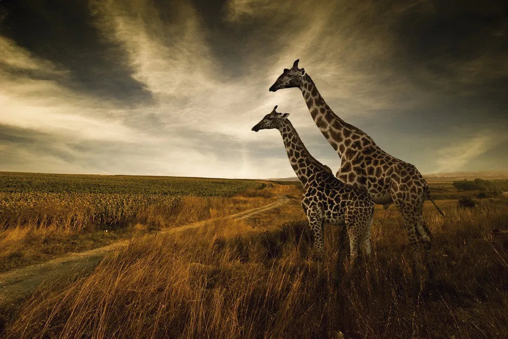 Giraffes