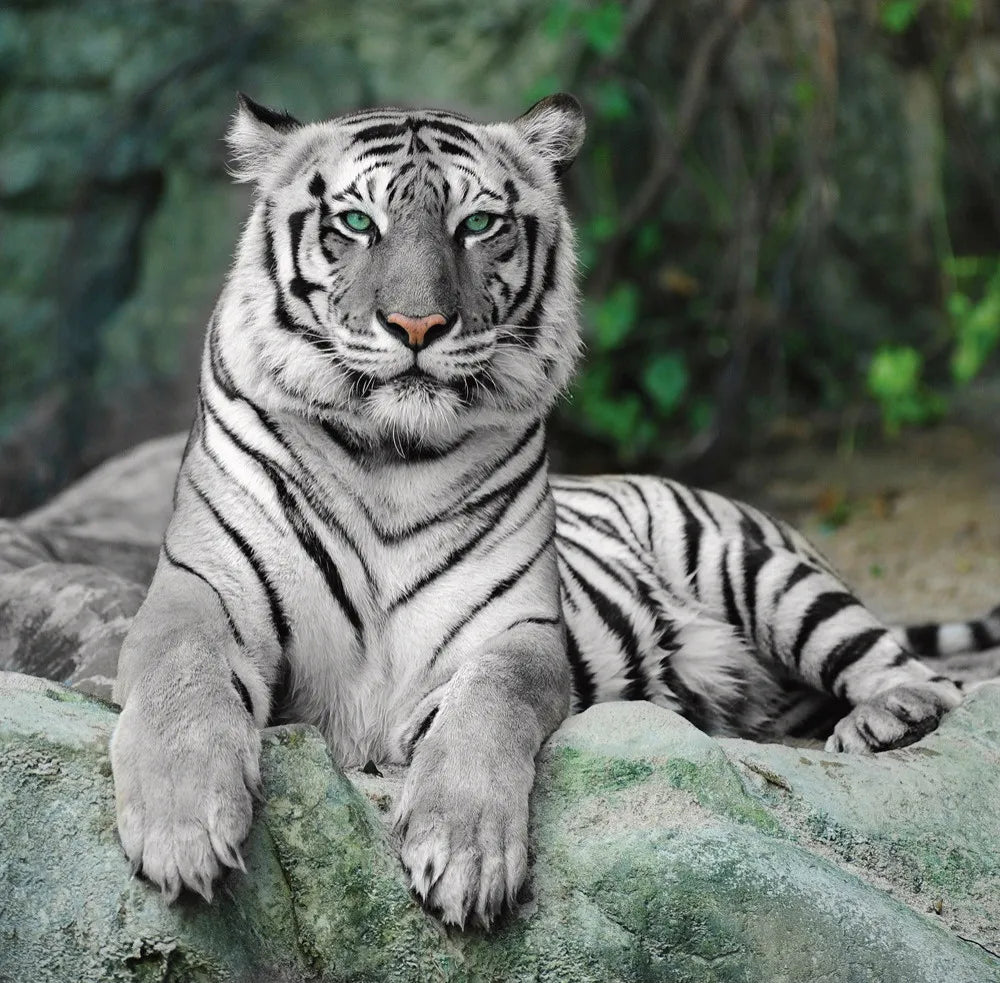 White tiger