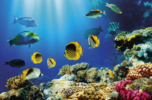 Underwater World