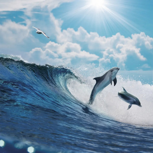 Dolphins