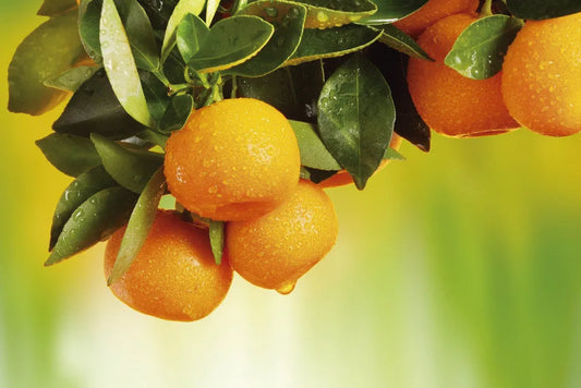 Tangerines