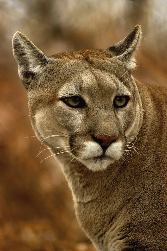 Pumas