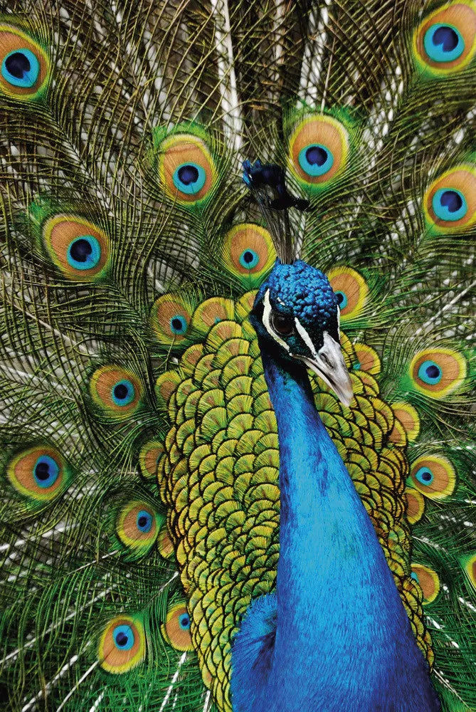 Peacock