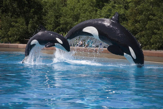 Killer whale