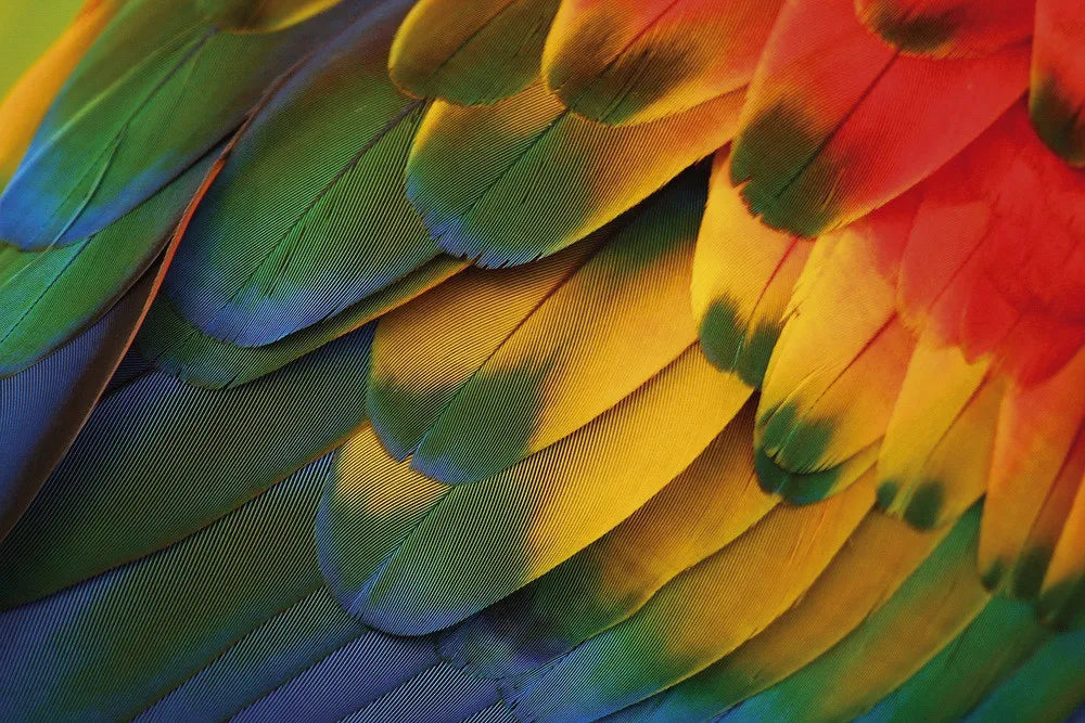 Feathers