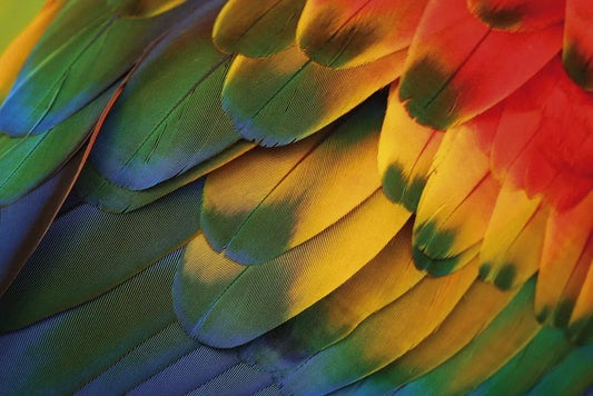 Feathers