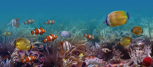 Aquarium
