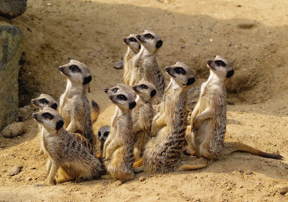 Meercats