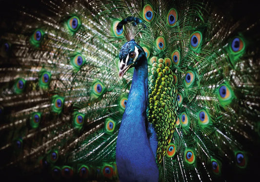 Peacock