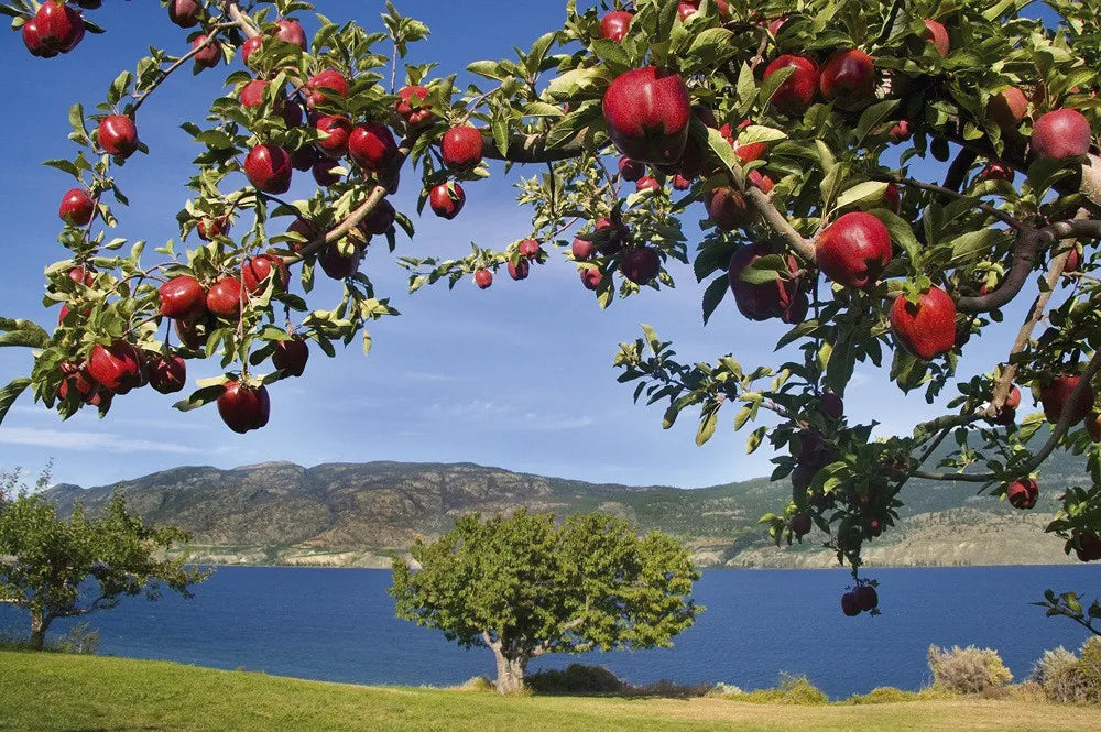 Apples