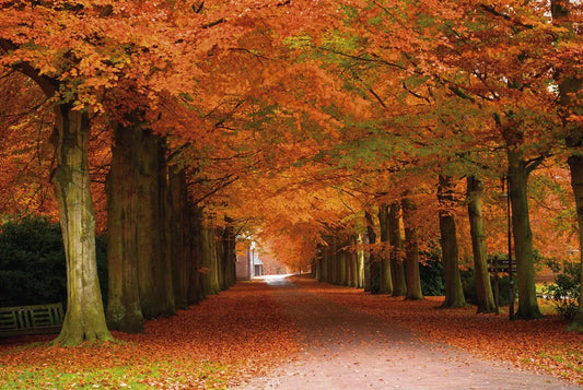 Autumn park