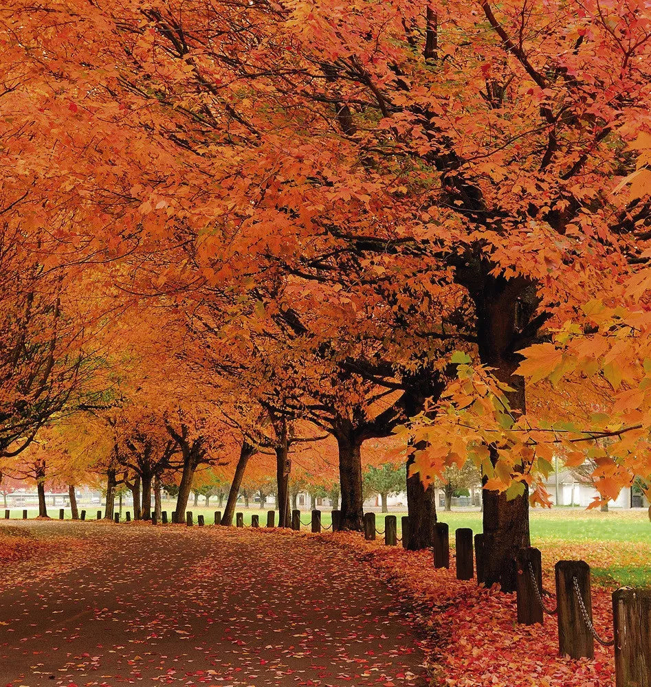 Autumn