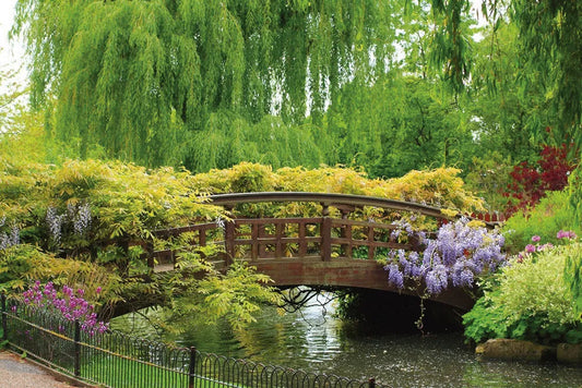Garden in London
