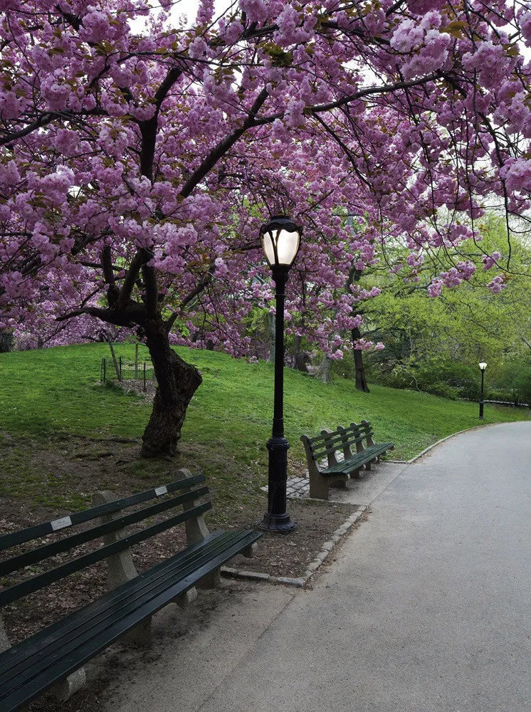 Park in New York