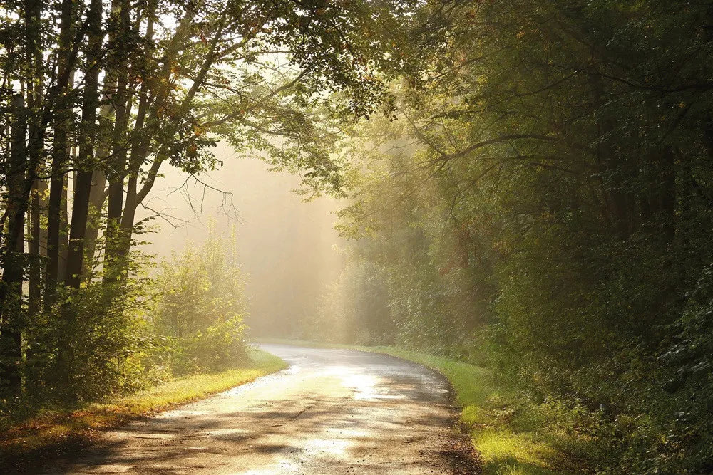 Walk