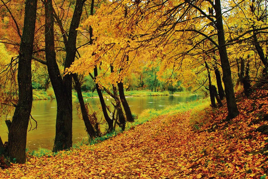 Autumn park
