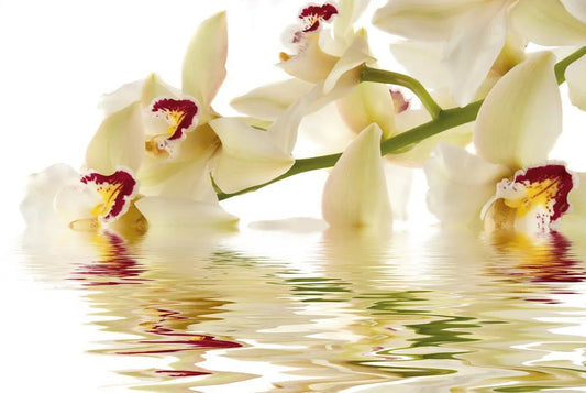 Orchid