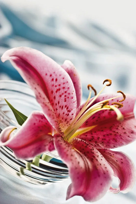 Lily