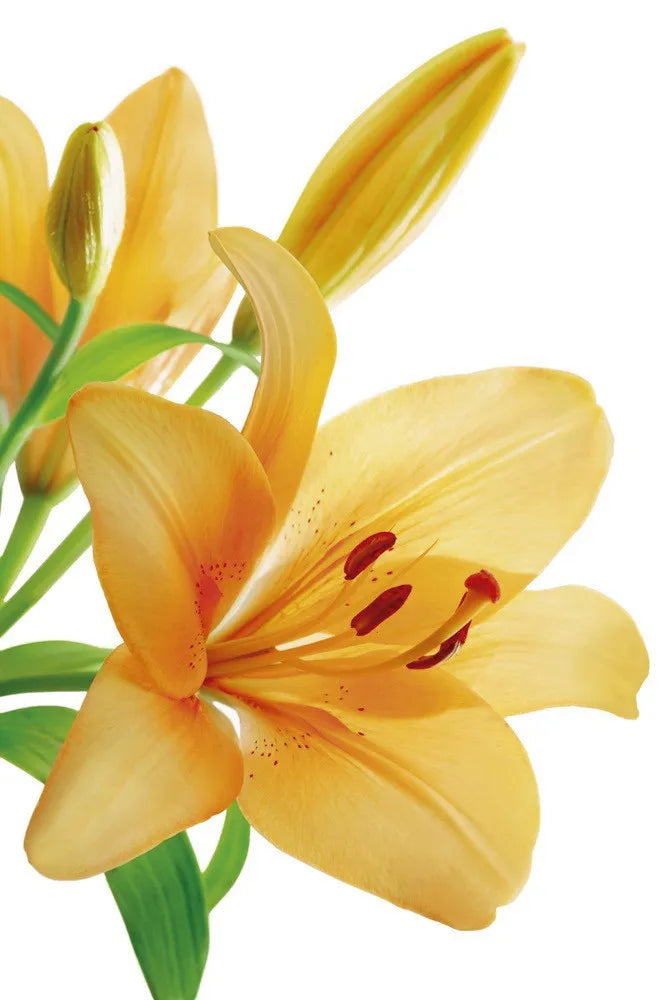 Lily