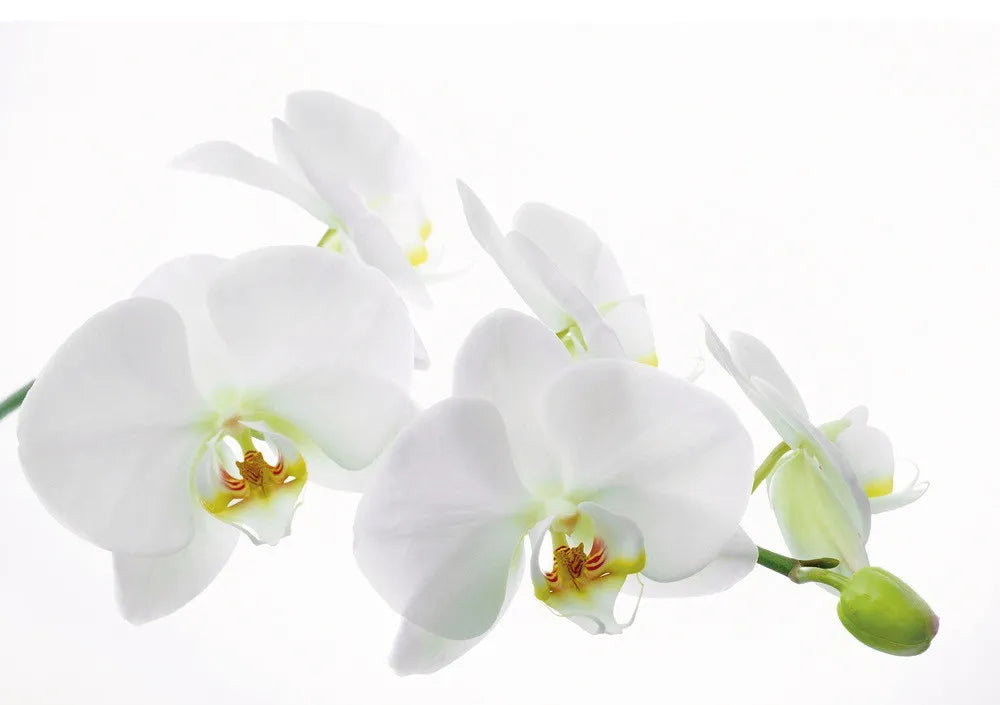 White Orchid