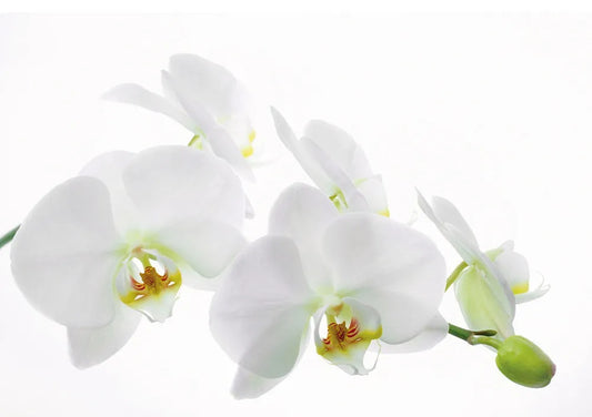 White Orchid