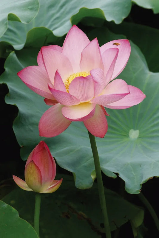 Lotus