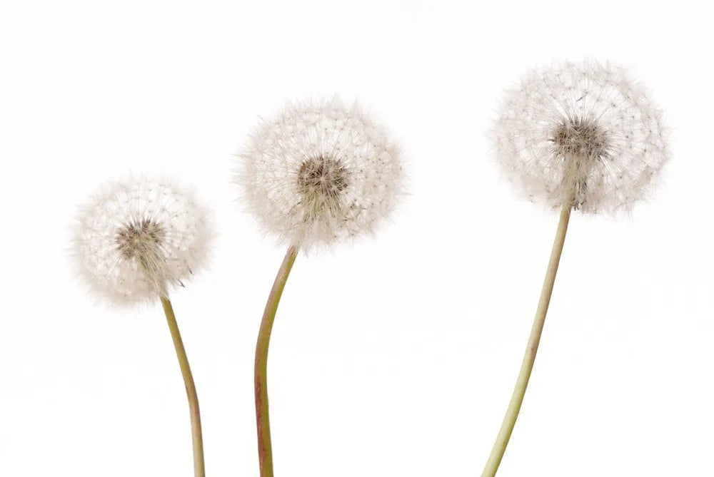 Dandelions