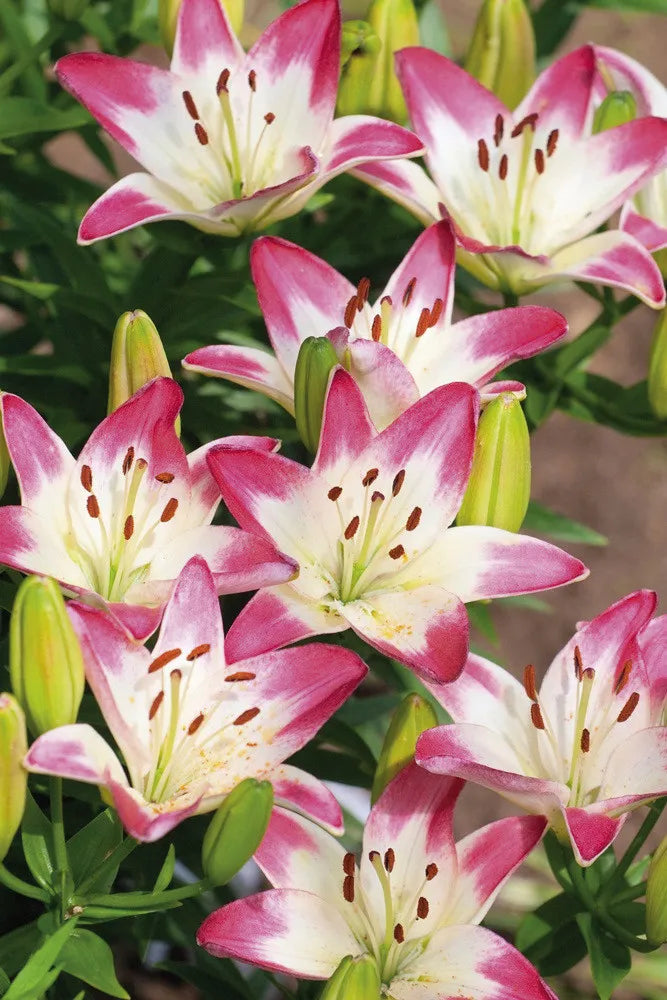 Lilies