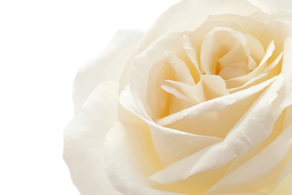 White Rose