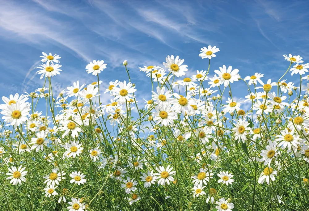 Field of camomiles