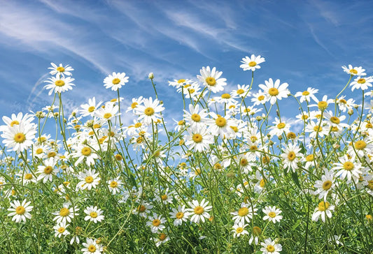 Field of camomiles