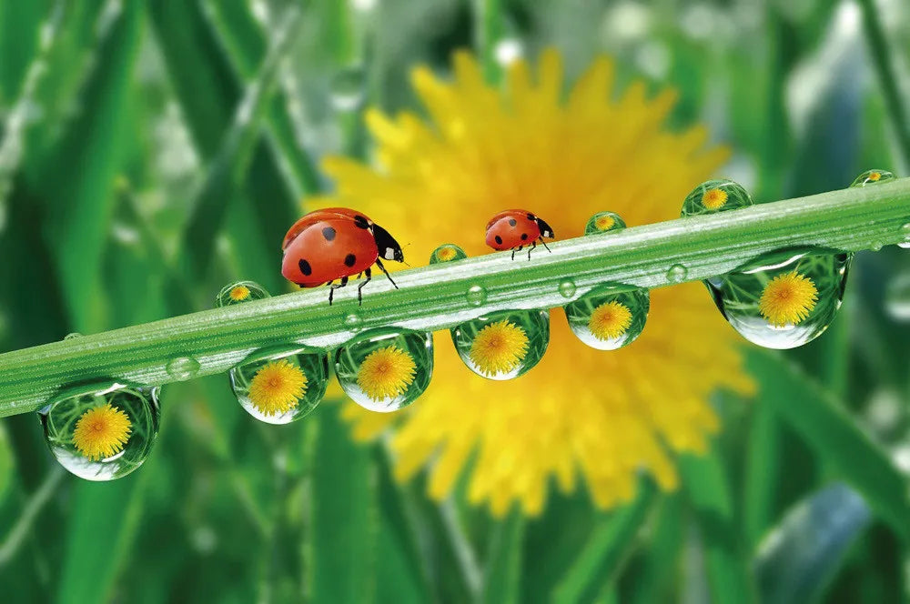 Dew