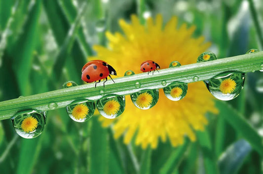 Dew