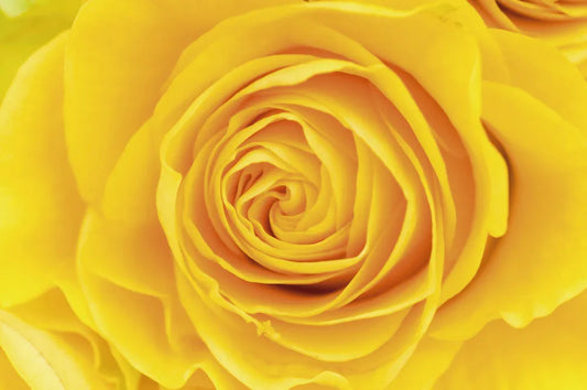 Yellow Rose