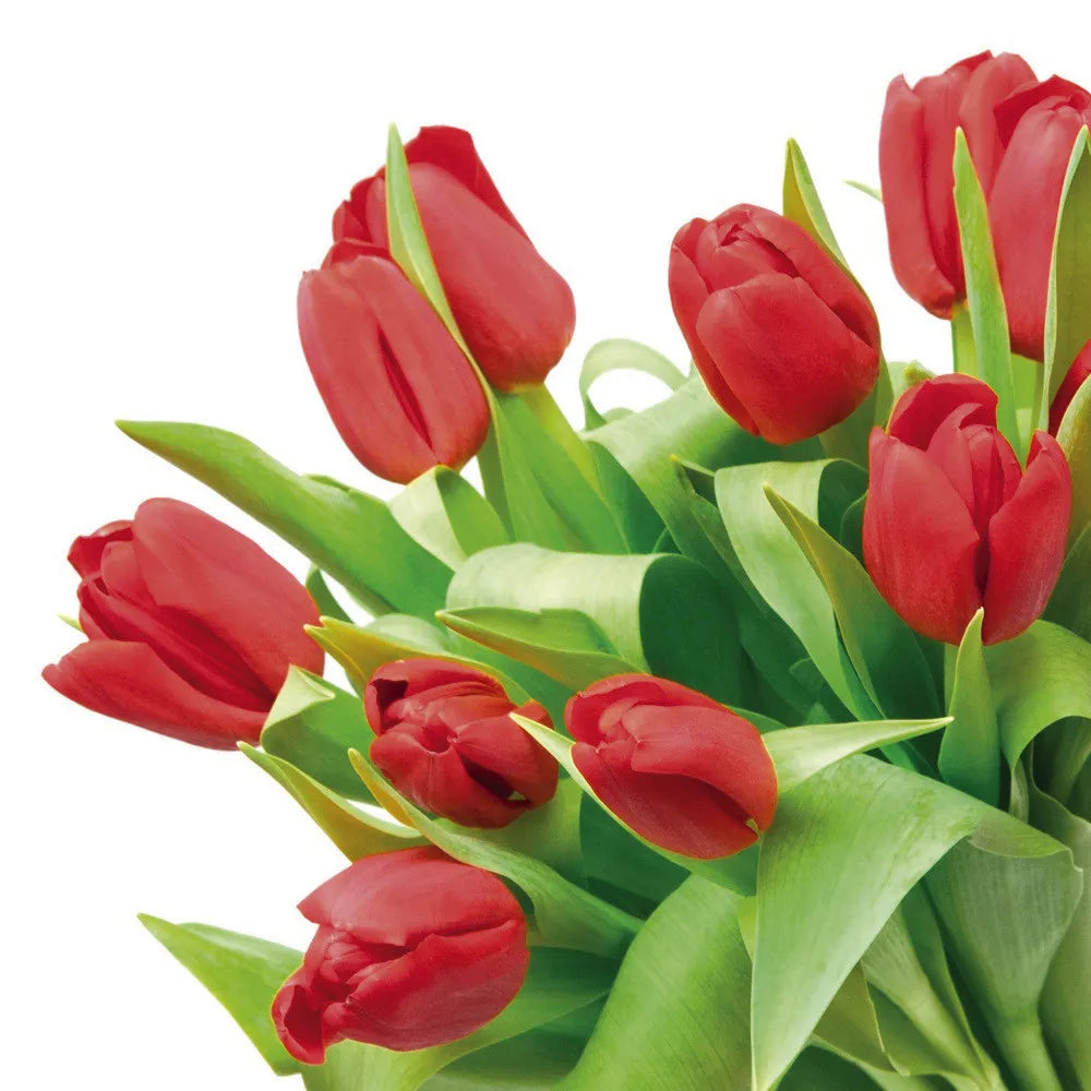 Tulips