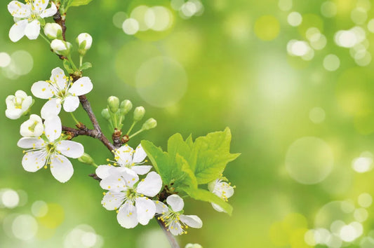 Spring