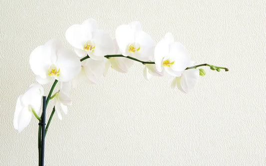 Orchid