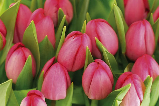 Tulips