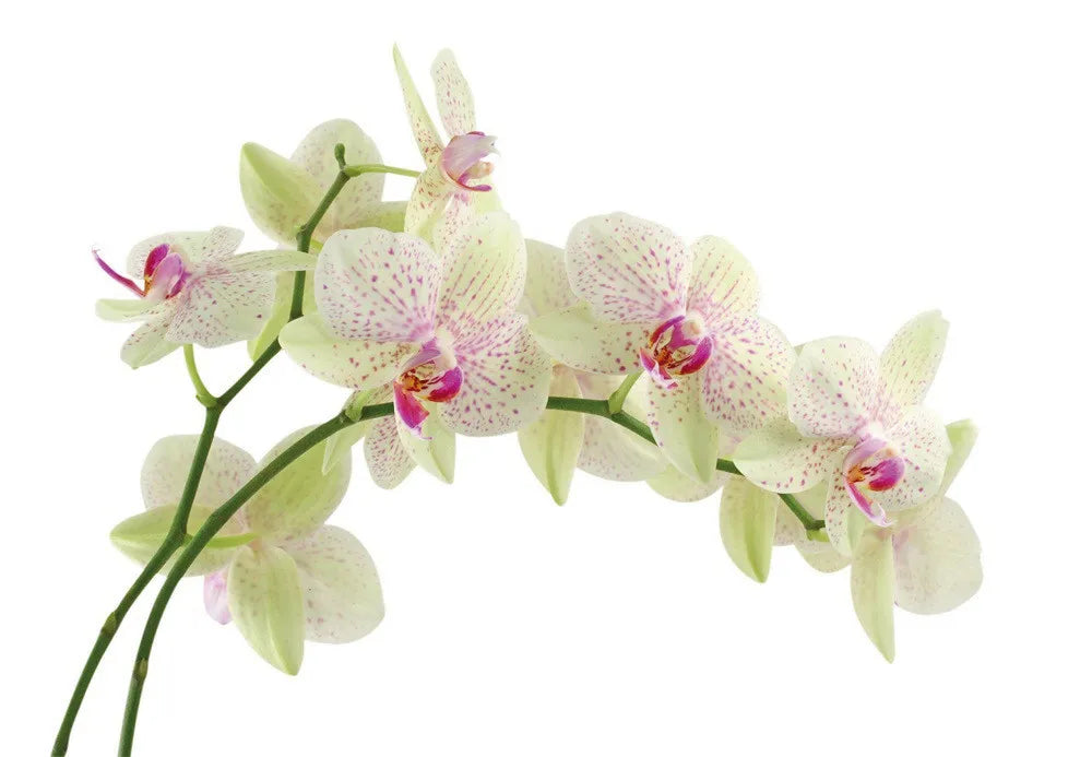 Orchid