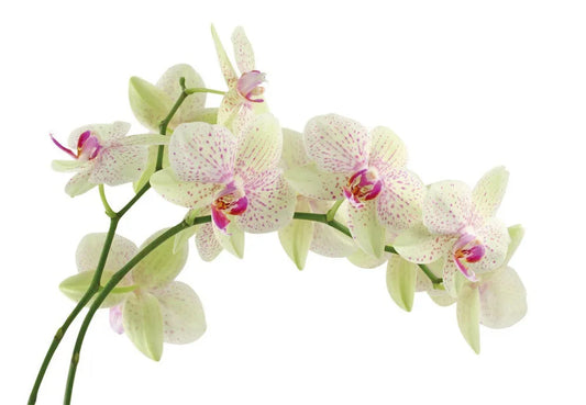 Orchid