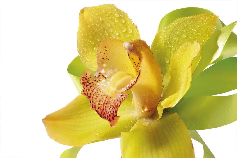 Orchid