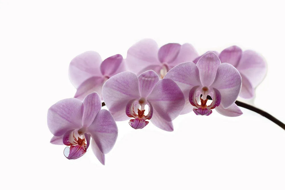 Orchid
